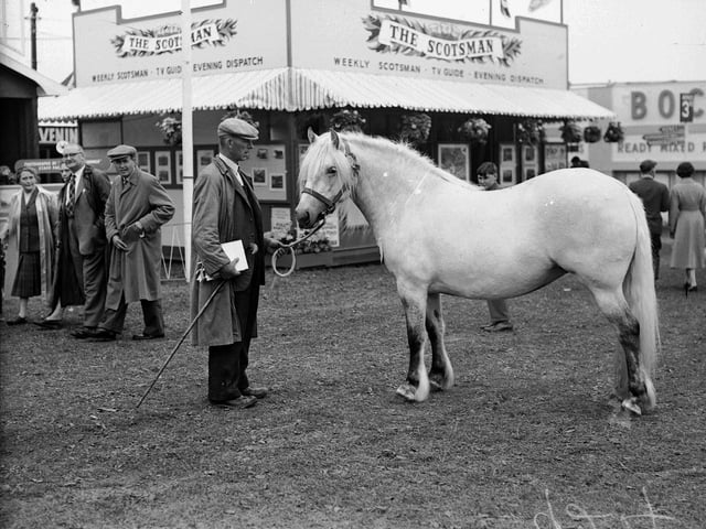 The 1952 Royal Highland Show was held in Kelso without cloven-footed animals due to a foot-and-mouth outbreak. A man shows his pony in front of The  Scotsman stand.