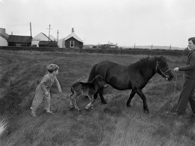 A horse with her foal at the Royal Highland Show.
