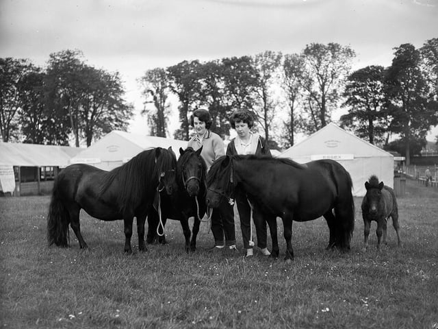 Judy Sleigh and Jean Mitchill exercise their Shetland ponies at the Royal Highland Show.