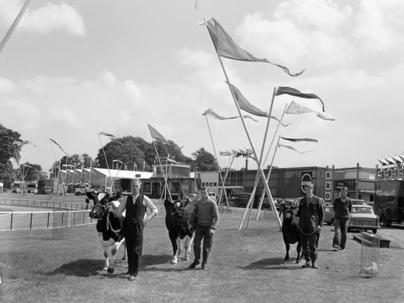 A trio of bulls being displayed at the Royal Highland Show in 1960. 