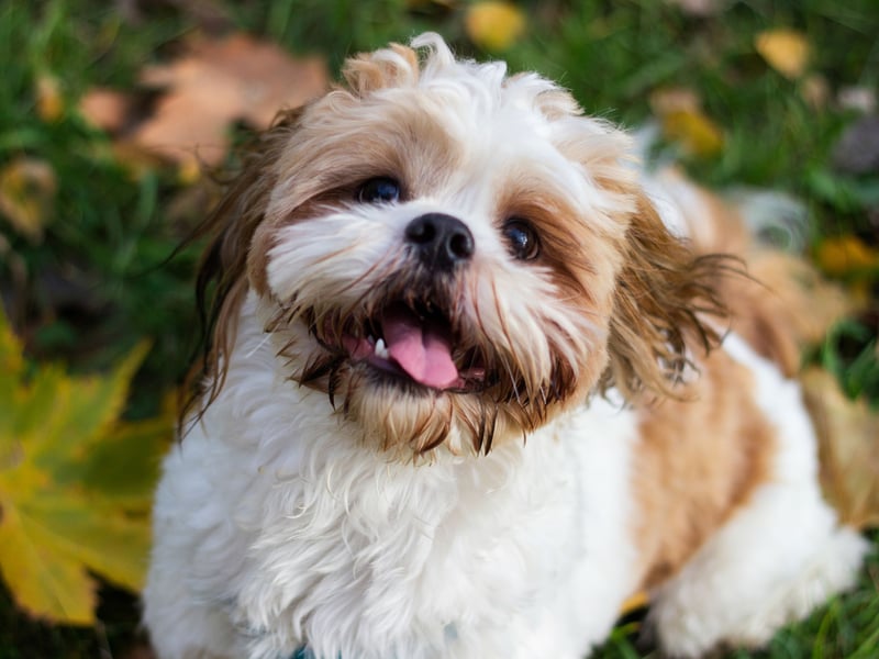 The Shih Tzu is a delicate breed that requires fairly gentle handling. They also tend to get under your feet, meaning that a slightly careless child can easily cause an accidental injury. 