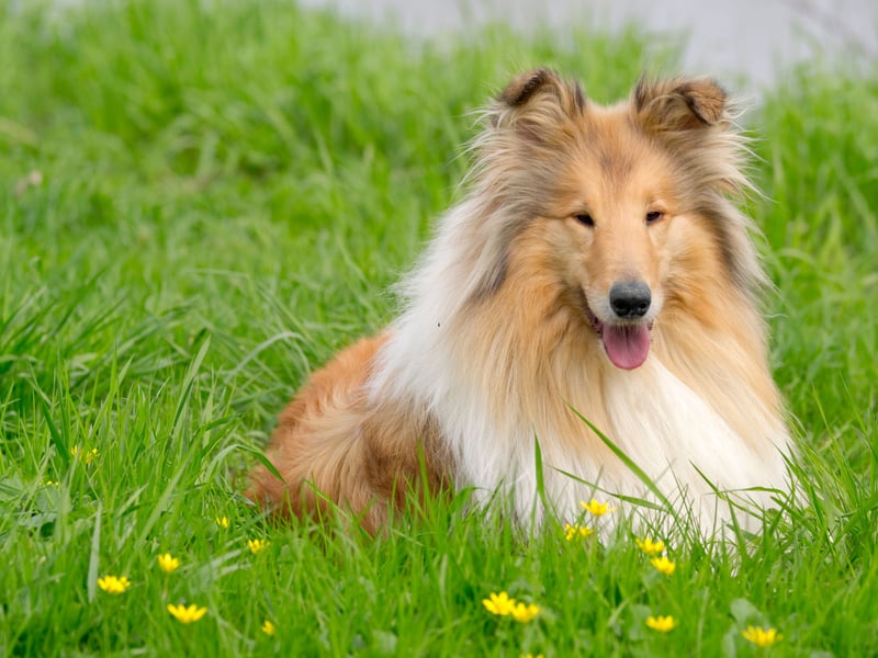 They may be best-known for herding sheep, but Collies are equally good at dealing with children. Strong and loyal, they are also full of energy so are a good choice for an outdoorsy active family.