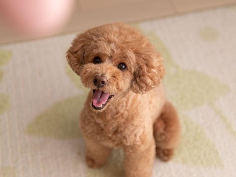 Intelligent, hypoallergenic, and versatile, Poodles adapt well to family life. They’re gentle with children, easy to train, and available in three different sizes - standard, miniature and toy -   to match the size of your home and how active your lifestyle is.