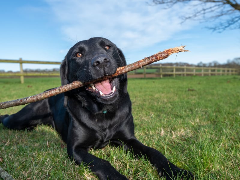 We're starting with the pups that make the perfect family pets. Not content with just being the most popular dog in the UK, the Labrador Retriever is also the most child-friendly - thanks to their friendly, loving and outgoing nature. 