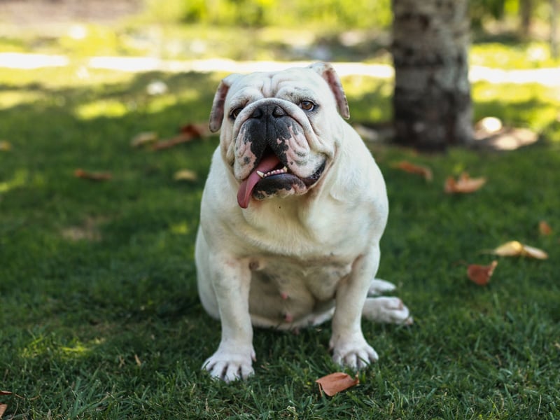 They may sometimes look a little grumpy due to their distinctive wrinkles, but the adaptable Bulldog's calm and relaxed nature makes it a perfect choice for families with young children. 