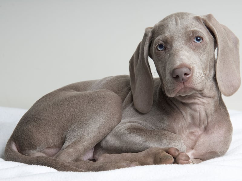 A large and beautiful dog bred to hunt big game, the Weimaraner sometimes doesn't know its own strength and can enjoy playing rough with its human family. This is no problem when it comes to adults, but can be a problem with youngsters. 