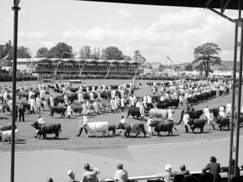 Cattle enter the parade ring at the Royal Highland Show in 1961. 