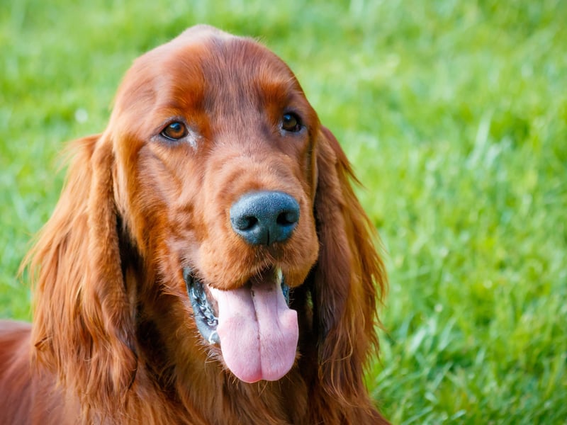 The noble-looking Irish Setter is an outgoing and sweet-natured breed that loves big long walks and plenty of cuddles. 