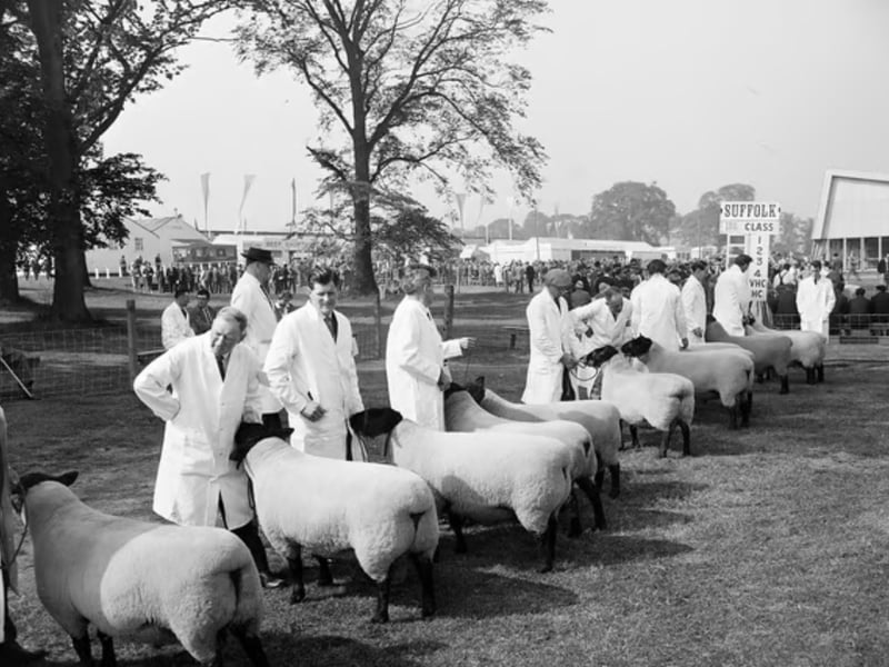 Judging the Suffolk sheep at the 1964 Royal Highland Show. 