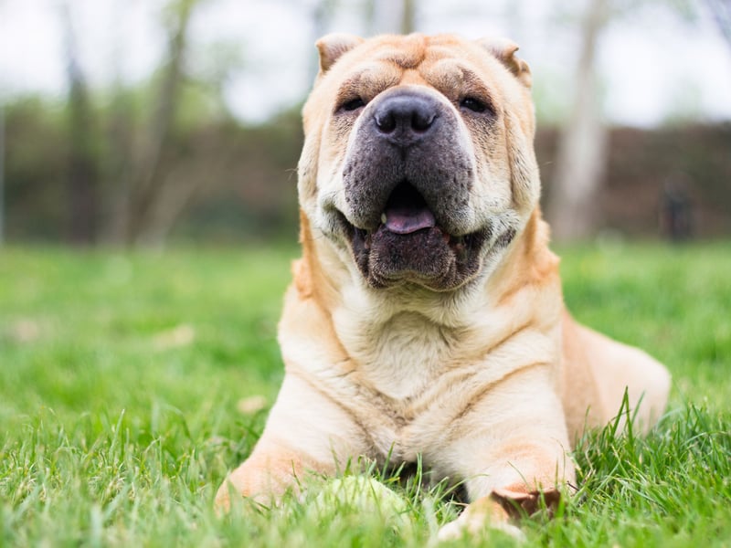 Seemingly designed to be cuddled, the Shar-Pei needs its own space and has an independent streak a mile long. If children don't respect its personal boundaries these dogs are likely to become pretty grumpy. 