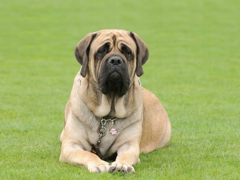 Most Mastiffs are real gentle giants, but their sheer size and occasional clumsiness means that they can easily accidentally knock down a toddler. 
