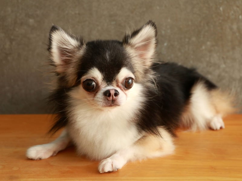 They may be small, but Chihuahuas can be fairly aggressive if their personal space is invaded and are liable to snap - a recipe for disaster for curious toddlers. 