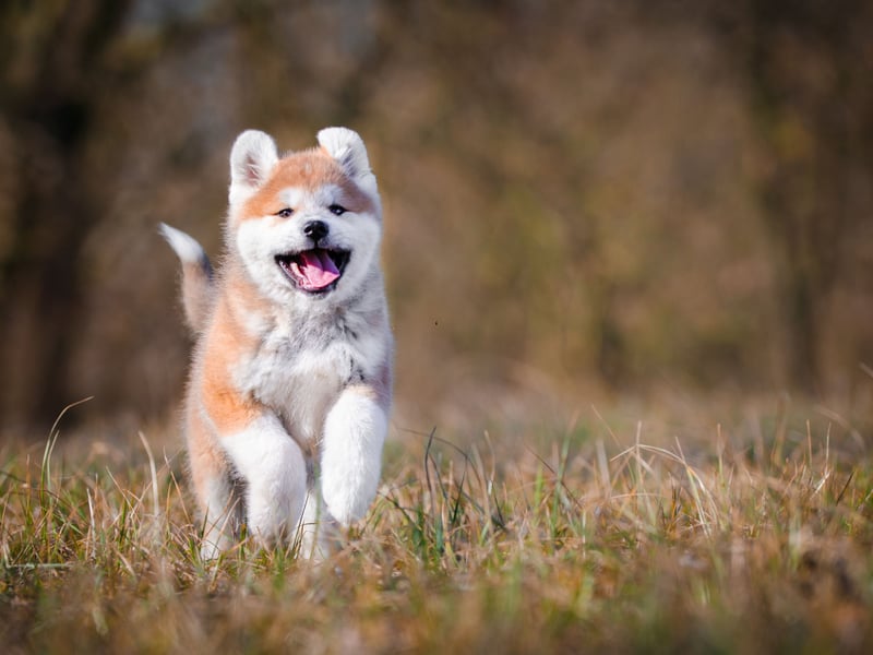 Akitas are great family protectors but respond badly to being prodded and teased by young children. They can also perceive a new baby to be a threat to their household. 