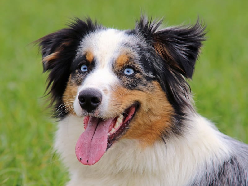 As the name suggests, Australian Shepherds were originally bred to herd sheep. One way they did this was to nip at the feet of the sheep, and its behaviour that they can now exhibit when young children are running around. 