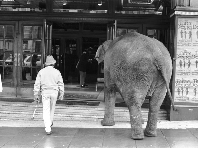 Maureen the Indian elephant arrives with her trainer at the Playhouse theatre Edinburgh, where she was appearing in Scottish Opera's Aida in October 1987.