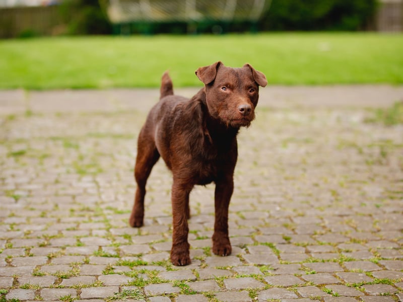 Another terrier takes second spot for most affordable pups. The low maintenance Patterdale Terrier tends to cost around £900-£1,100. 