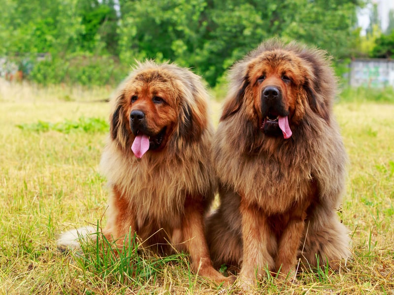 We're starting with the pups you'll need deep pockets to afford. If you want to welcome a mighty Tibetan Mastiff into your home don't expect much change out of £10,000 - they are the UK's most expensive dog. Bred to guard temples in their native Tibet, they look like adorable lions. 