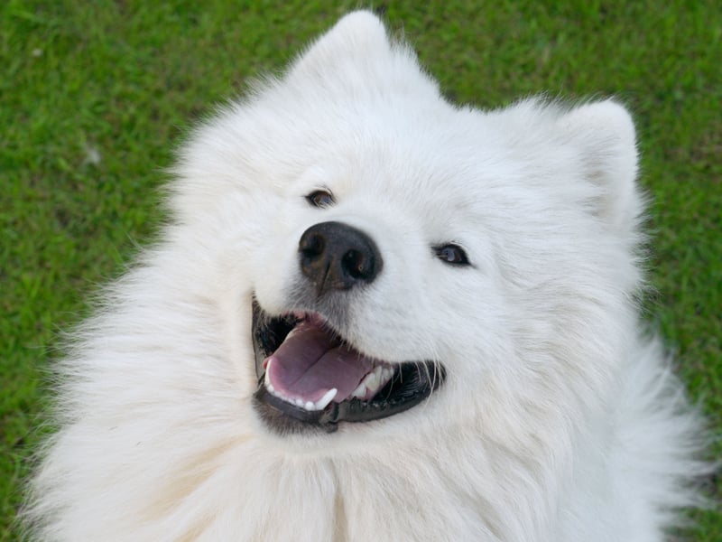 Hailing from Siberia, where they were used to pull sleds, a Samoyed puppy in the UK can cost up to £6,000. 