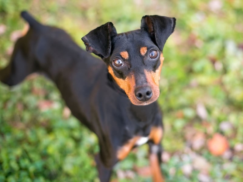 Coming in two sizes - toy and standard - expect to pay around £1,000-£1,300 for a Manchester Terrier. 