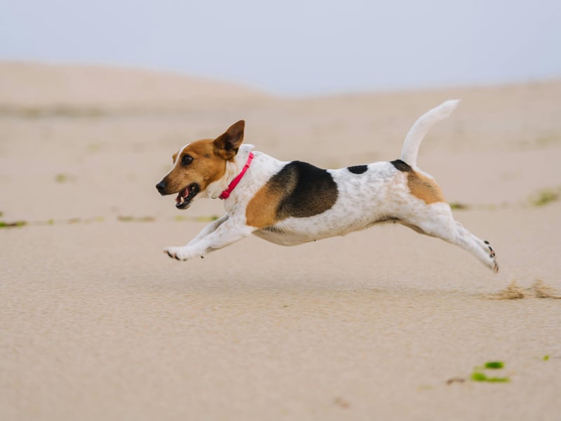 Now we're moving to the most inexpensive pedigree pooches.
The cheeky and loving Jack Russell is probably the cheapest breed of puppy to buy at the moment - costing around £700-£1000.