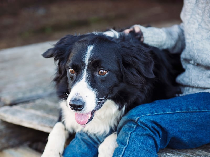The Border Collie is the world's most intelligent dogs and one of the cheapest - costing around £900-£1,100. 