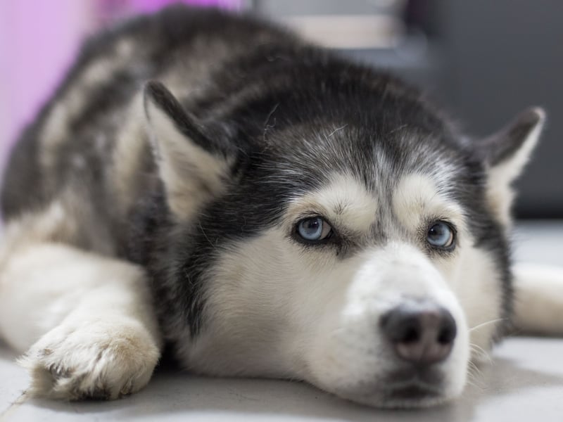Bred to pull sledges over miles of Arctic tundra, the loyal Siberian Husky tends to cost around £1,500-£1,800. 