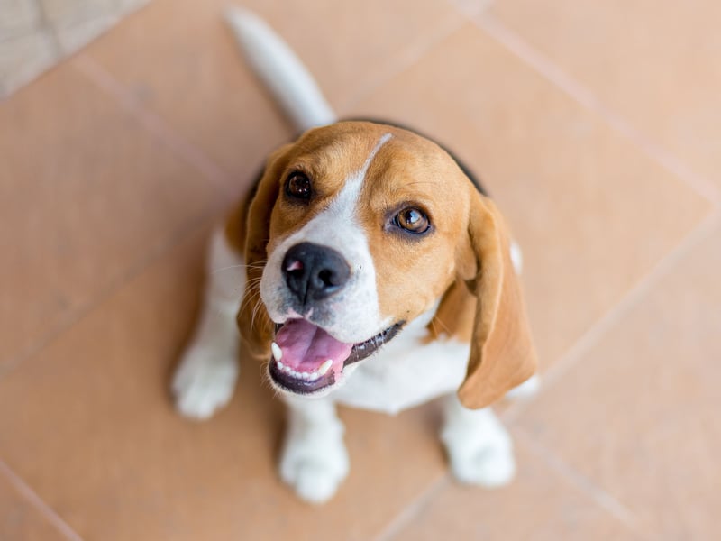 The mischievous and fun Beagle commands a price tag of around £1,200.