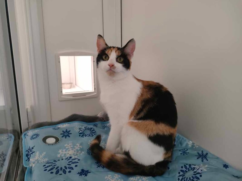 Lottie is a gentle nine-month-old with a sweet, affectionate nature. Though a little shy at first, she blossoms with kindness and calm. She loves cosy naps, toy ball chases, and snuggles once she’s settled. Lottie would thrive in a quiet home and may enjoy the company of a friendly, playful cat companion.
