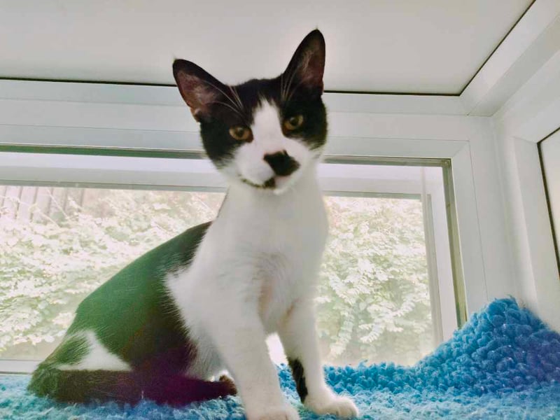 Noisette is a quiet, gentle one-year-old still learning to trust. She’s shy at first but has a sweet nature and a growing playful side - especially around other cats. She’s looking for a calm home with a friendly young feline companion and patient humans who’ll let her blossom in her own time. Noisette isn’t cuddly yet, but she’s full of potential.