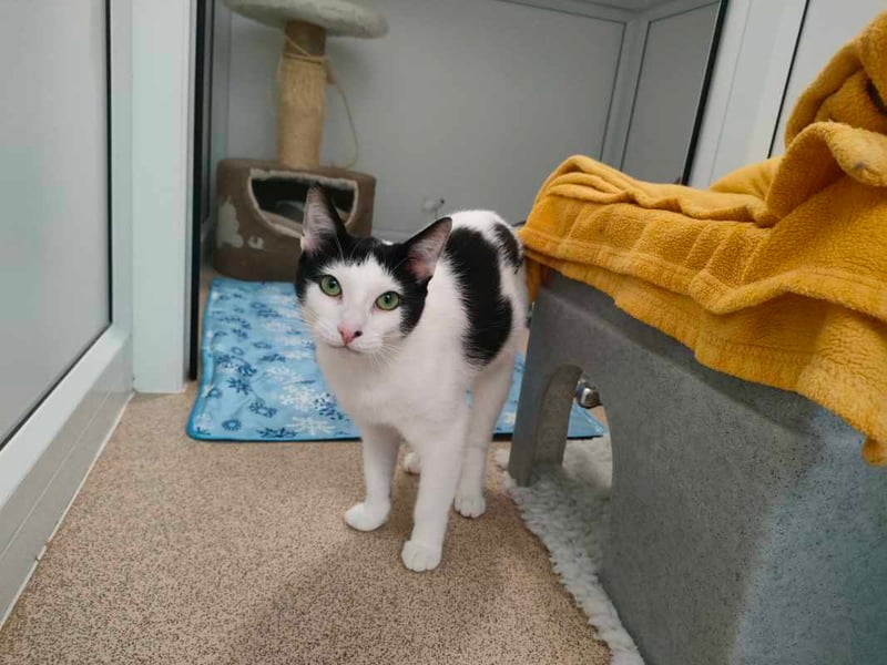 Blanchette is a gorgeous one-year-old with a perfect mix of independence and affection. This confident cat loves calm, grown-up homes where she can choose between cuddles or quiet time. She enjoys routine, sunny spots, and being the centre of attention. Blanchette would thrive as the only cat in a serene home that appreciates her charming, sassy spirit.