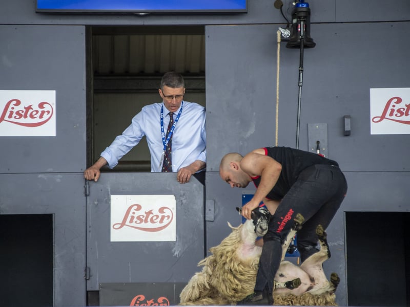 Sheep shearing is one of the most popular competitions at the show. 