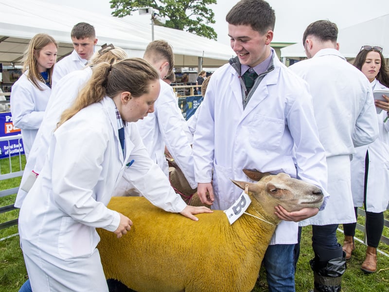 There are various livestock breeds from miniature Shetland ponies to donkeys, goats to Highland cows being shown in the arena on every day of the show.