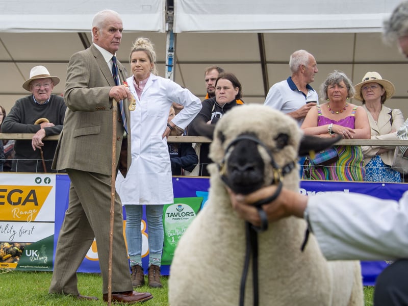 What a grand and proud face. Over 6,000 animals are shown at the Royal Highland Centre over duration of the show. 