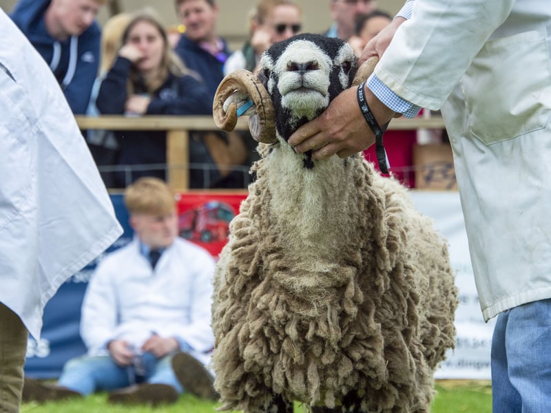 Another proud animal! The show has been taking place at Ingliston since 1822. 