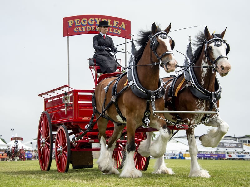 The Heavy Horse Turnout Pairs compete in the Main Ring. Driver Ailsa Noble of Peggslea Clydesdales competes.