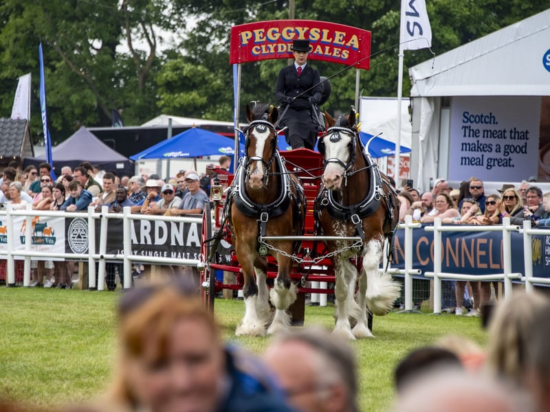 Another view of driver Ailsa Noble of Peggslea Clydesdales.