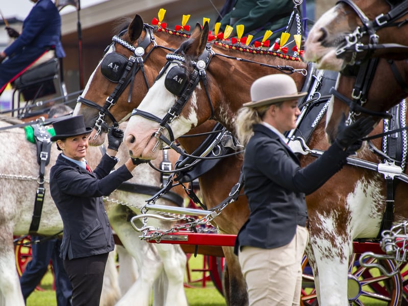 So many majestic and beautiful horses turned out for this competition. 