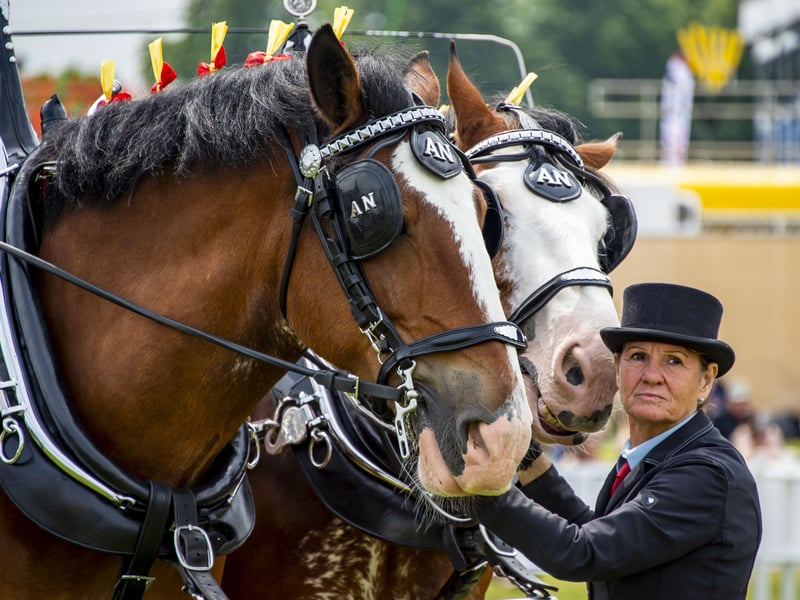 A close up of Annette Noble from Peggyslea Clydesdales.