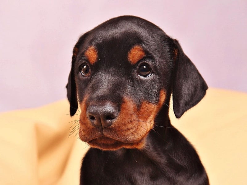 Dobermanns, also known as Doberman Pinschers, complete the top five of most obedient dogs. They make great guard dogs and are incredibly loyal.