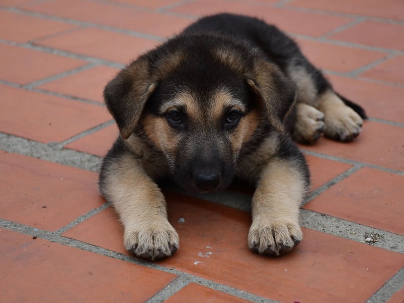 Claiming the bronze medal for obedience is the German Shepherd - which is also one of the most all-round intelligent breeds of dog. 