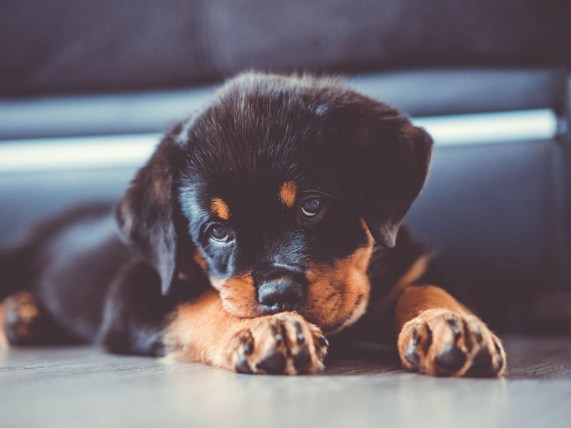 You won't have to tell a Rottweiler to do something twice. Their combination of obedience, eagerness to please, and loyalty makes them a great canine companion and earns them ninth place on this list. 