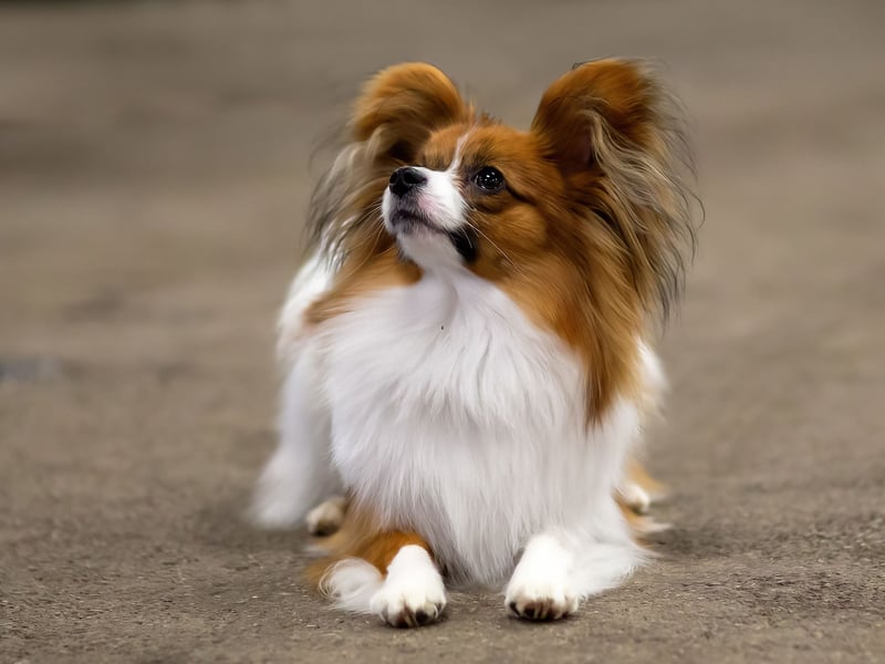 The only small dog to make the top 10 is the Papillon, who are also the most agile of the more diminutive breeds. 