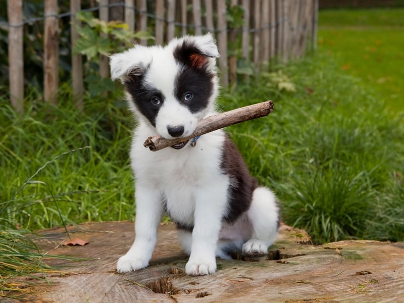 We're starting with the dogs that will be delighted to obey every command. Top dog when it comes to obedience is the lively Border Collie. They do need lots of exercise though, so are not the perfect pet for everybody. 