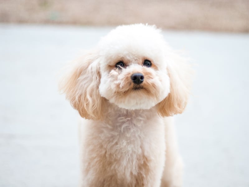 The second most obedient breed of dog is the Poodle. In order to be in the top tier of obedience a dog must listen to their owners' commands on the first try at least 95 per cent of the time. 