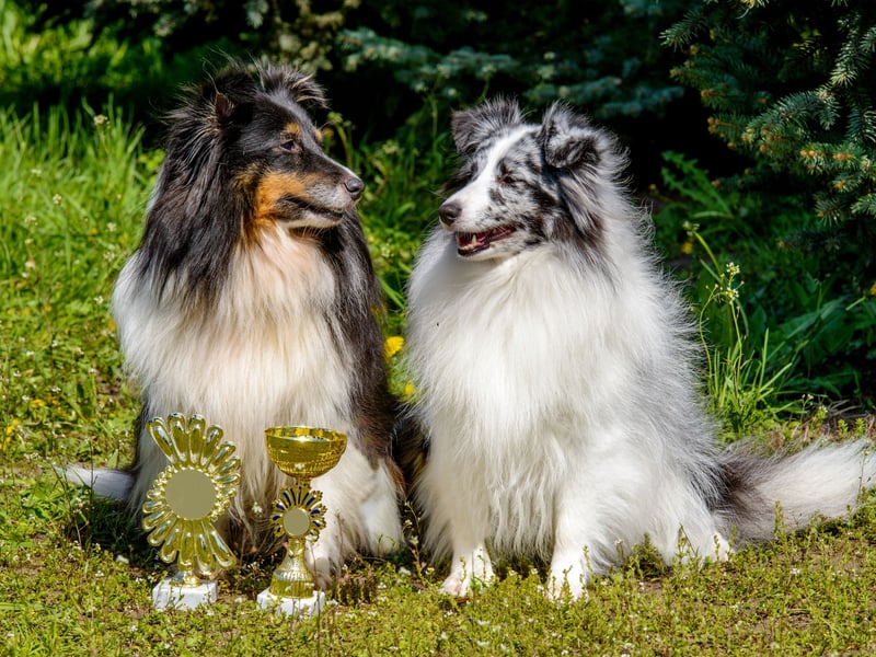 You need to be able to follow commands to successfully heard sheep, so it's no surprise that the cheery Shetland Sheepdog makes an appearance in the top 10 most obedient breeds of dog.