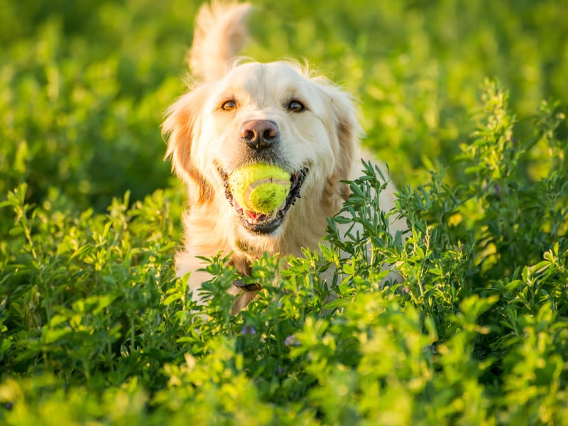 Golden Retrievers are the fourth more obedient dog breed. Combine that with their loveable good nature and you have a great family pet. 