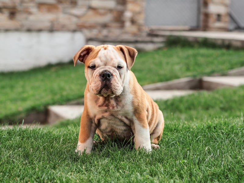 Some Bulldogs can actually be fairly well behaved and respond to commands well. If you don't get their training right early in life though they can be incredibly stubborn and show their owner little in the way of respect or obedience.