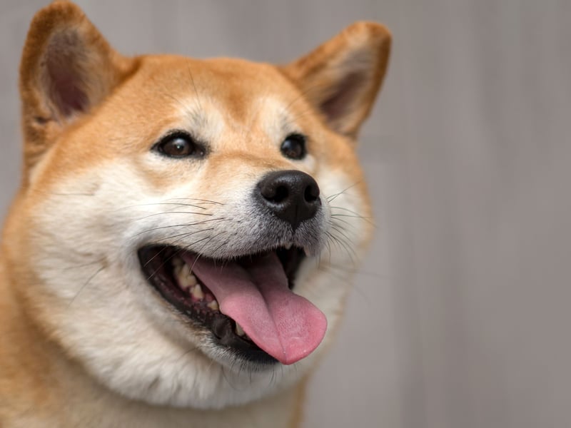 The Shiba Inu is well known for being very difficult to train. Even when they are though, there's no way of knowing if they will bother putting their training into practice. 