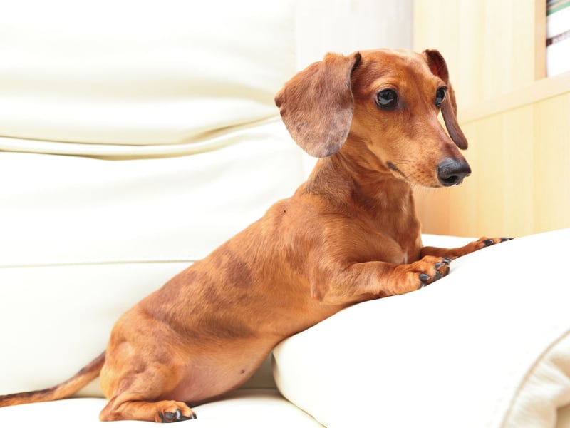 First time Dachshund owners may be surprised to find that their adorable pet does exactly what it wants when it wants. Don't worry though - it's perfectly normal for a sausage dog to think they are the boss. It's probably best just to do as they say. 