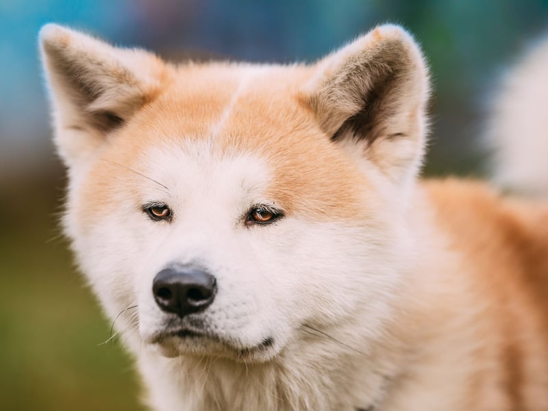The Akita was bred as a hunting dog in its native Japan. It's an intelligent breed but notoriously beligerent - they will simply walk away if they don't fancy doing what they are told.